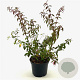Fuchsia 'Riccartonii' 25-30 cm 2,0L