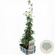 Hedera hibernica 40-50 cm sixpack gebonden
