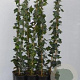 Hedera hibernica 80-100 cm rozenpot 2L