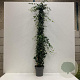Hedera hibernica 175-200 cm 12L