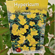Hypericum 'Hidcote' 30-35 cm 2,5L