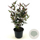 Hypericum Miracle Night 25-30 cm 2,0L