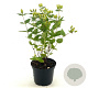 Hypericum Miracle Pistache 25-30 cm 2,0L