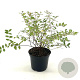 Hypericum moserianum 25-30 cm 2,0L