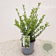 Ilex crenata 'Caroline Upright' 35 cm 2,5L