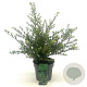 Ilex crenata 'Convexa' 25-30 cm 2,0L
