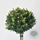 Ilex crenata Dark Green 80 cm stam 12L potgekweekt