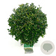 Ilex crenata 'Stokes' 20-25 cm 2,0L bol