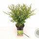 Ilex crenata Strong Caroline 40-60 cm 2,0L