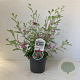 Indigofera heterantha 30-40 cm 2,0L