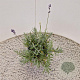Lavandula ang. 'Munstead' 20-25 cm C1.5