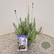 Lavandula ang. 'Munstead' 20-25 cm C1.5