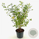 Lespedeza thunbergii 40-50 cm 3,0L