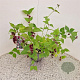 Leycesteria formosa 40-50 cm 3,0L