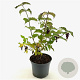 Leycesteria formosa Golden Lanterns 30-40 cm 3,0L