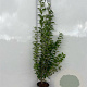 Ligustrum ovalifolium 80-100 cm 2,0L