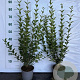 Ligustrum ovalifolium 80-100 cm 2,0L