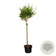 Ligustrum ovalifolium 80 cm stam 10L bol