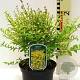 Ligustrum sinense 'Eugene Clive' 30-40 cm 3,0L