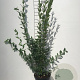 Ligustrum vulgare 100-125 cm 5,0L