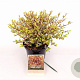 Lophomyrtus ralphii Golden Dragon 25-30 cm 2,0L