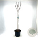 Magnolia kobus 80 cm stam 10L bol