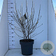 Magnolia stellata 80-100 cm 12L