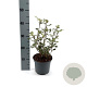 Olearia macrodonta 25-30 cm 2,0L