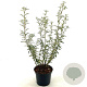 Olearia scilloniensis 30-40 cm 2,0L
