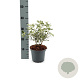 Olearia traversii 30-40 cm 2,0L