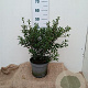 Osmanthus burkwoodii 30-40 cm 5,0L