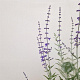 Perovskia 'Blue Spire' 40-45 cm 2,5L