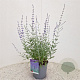 Perovskia 'Blue Spire' 40-45 cm 2,5L