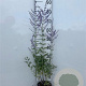 Perovskia 'Blue Spire' 40-60 cm 2,0L