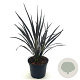 Phormium 'Back in Black' 30-40 cm 2,0L