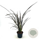 Phormium 'Dark Delight' 40-50 cm 2,0L
