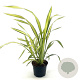 Phormium 'Gold Sword' 30-35 cm 2,0L