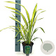 Phormium 'Gold Sword' 30-35 cm 2,0L