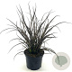 Phormium 'Jack Spratt' 25-30 cm 2,0L