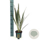 Phormium tenax Brown Sugar 30-40 cm 2,0L