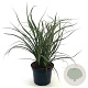 Phormium 'Tom Thumb' 25-30 cm 2,0L