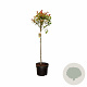 Photinia fraseri Carré Rouge 80 cm stam 10L kroon