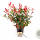 Photinia fraseri 'Carré Rouge' 40-50 cm 5,0L