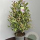 Photinia fraseri Pink Marble 70-80 cm 15L