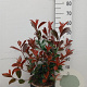 Photinia fraseri 'Red Robin' 60-80 cm 10L