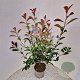 Photinia fraseri 'Red Robin' 90-100 cm 5,0L