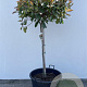 Photinia fraseri 'Red Robin' 80 cm stam cont. 70L