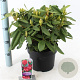 Rhododendron (Y) 'Dopey' 30-40 cm 5,0L