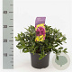 Rhododendron (AJ) 'Königstein' 20-25 cm 2,0L
