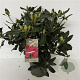 Rhododendron 'Nova Zembla' 60-80 cm 12L